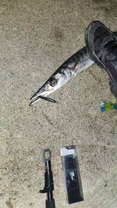 Great Barracuda