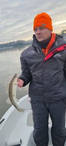 Zander