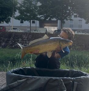 Common Carp