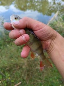 European Perch