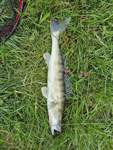 Zander
