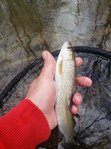 Grayling