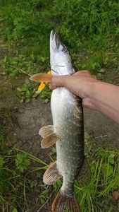 Northern Pike
