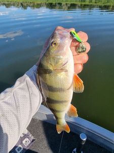 European Perch