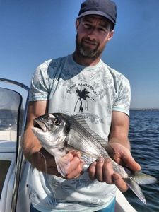 Gilthead Seabream