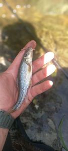 Gudgeon