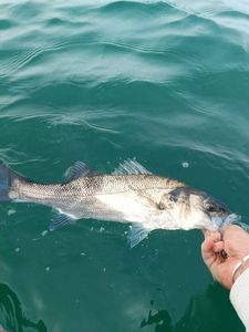 European Bass (Seabass)