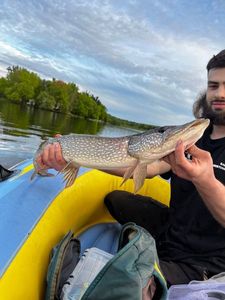 Northern Pike