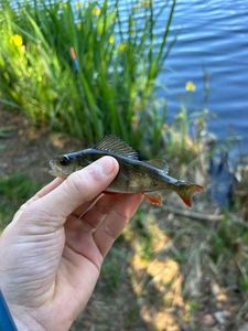 Yellow Perch