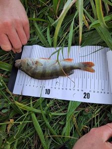 European Perch