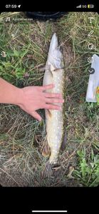 Northern Pike
