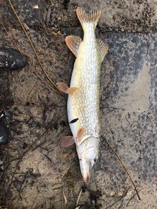 Northern Pike