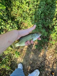 Largemouth Bass