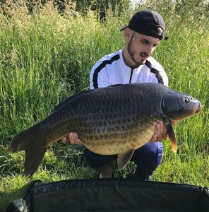Common Carp