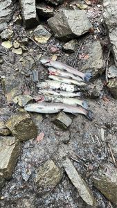 Rainbow Trout
