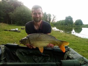 Common Carp