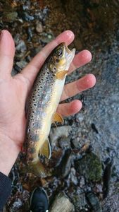 Brown Trout