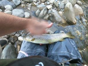 Brown Trout