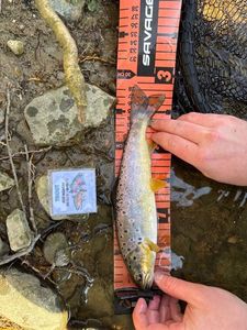 Brown Trout