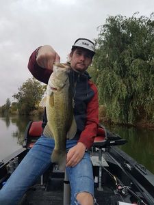 Largemouth Bass