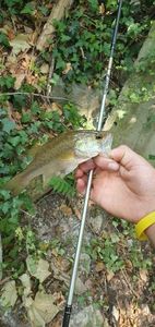 Largemouth Bass