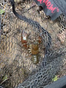 Spinycheek Crayfish