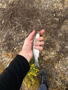 Leaping Mullet