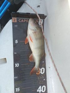 European Perch