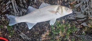 European Bass (Seabass)