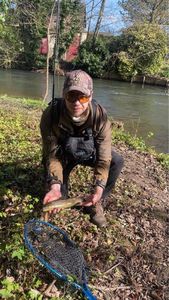 Brown Trout
