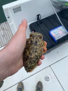 Common Cuttlefish