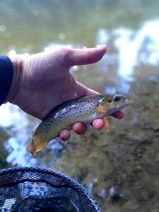 Brown Trout