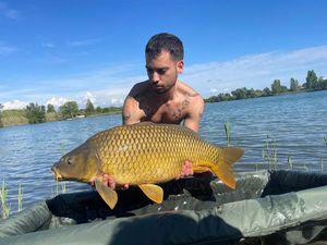 Common Carp