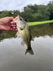 Largemouth Bass