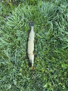 Northern Pike