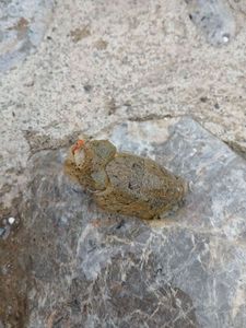 Common Cuttlefish