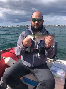 European Bass (Seabass)