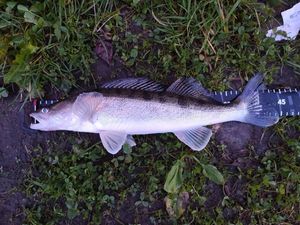 Zander