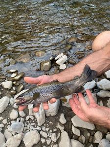 Brown Trout