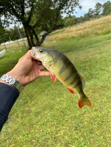 European Perch