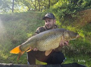 Common Carp