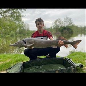 Sturgeon
