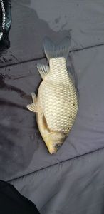 Crucian Carp