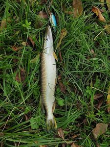 Northern Pike