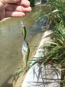 European Perch