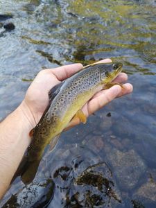 Brown Trout