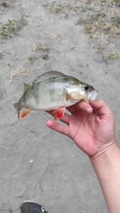 European Perch