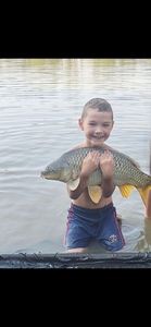 Common Carp