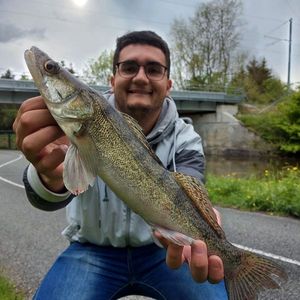 Zander