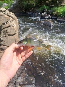 European Perch